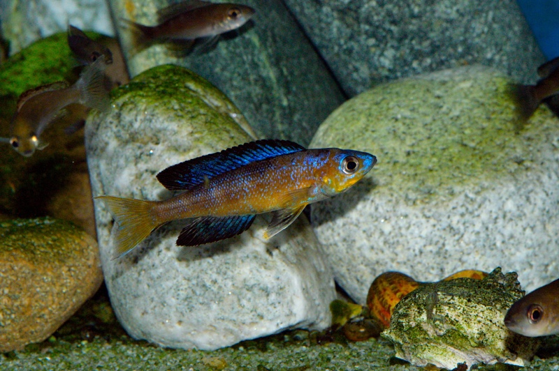 Cyprichromis microlepidotus 'Bulu Point'